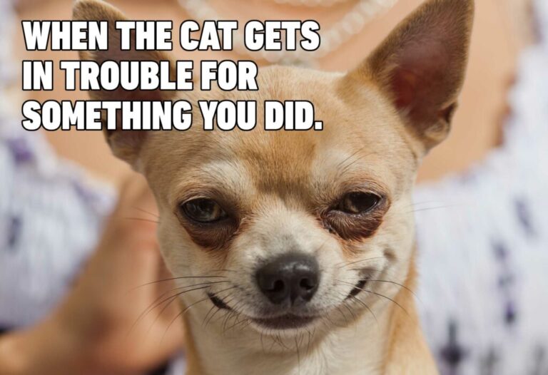 56 memes divertidos de perros: apuesto a que no puedes dejar de reír