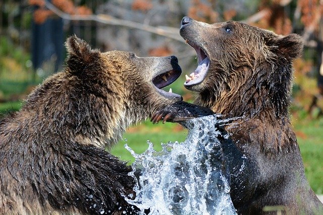 Comparación de peleas entre osos grizzly y leones: ¿quién ganará?