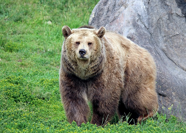 Pelea entre el oso grizzly y el tigre siberiano: ¿quién ganará?