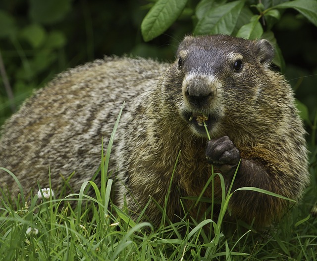 Marmota vs Marmot: ¿cuál es la diferencia?
