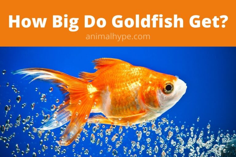 ¿Qué tamaño alcanzan los peces dorados?  (Agranda el tamaño de tu pez dorado)