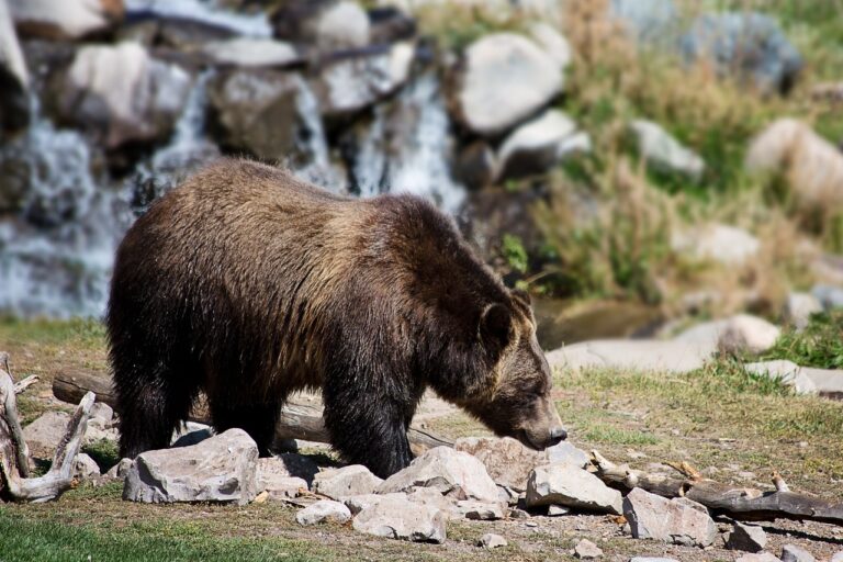 ¿Cuánto pesan los osos grizzly?