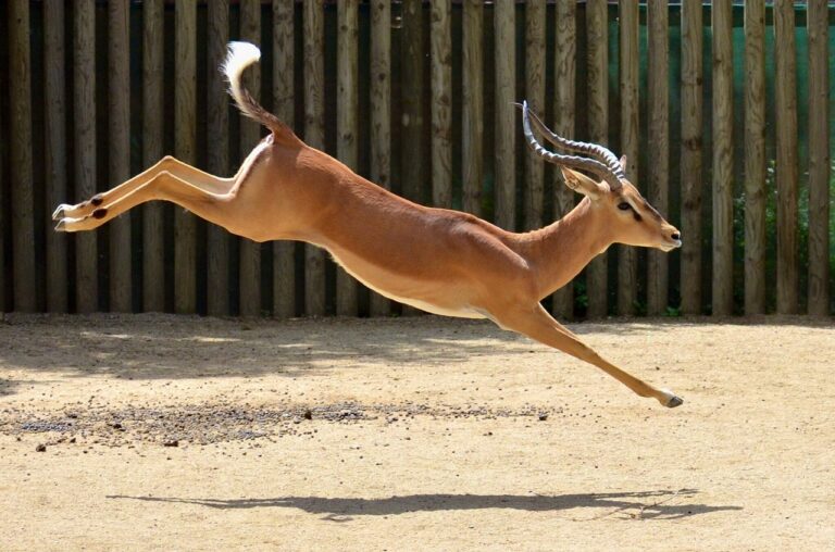 Capacidad de salto de los mamíferos