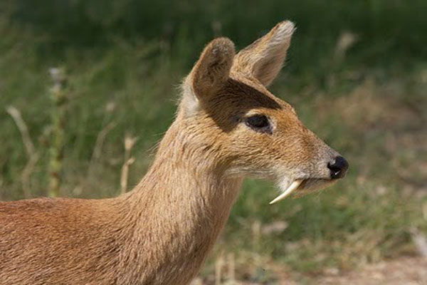 11 datos interesantes sobre el almizcle de ciervo