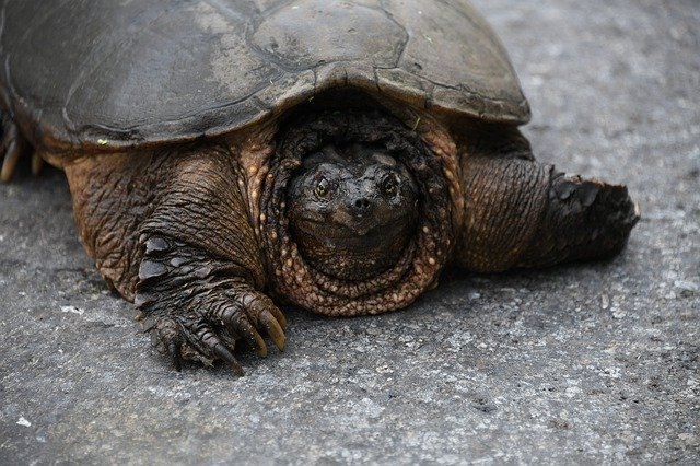 Esperanza de vida de las tortugas mordedoras en cautiverio