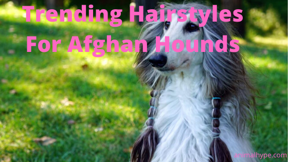 15 peinados de tendencia para perros afganos