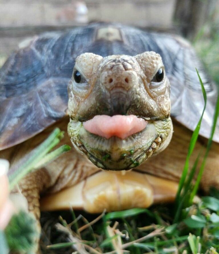 ¿Las tortugas tienen lengua?  – Exageración animal