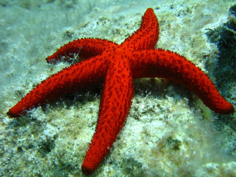 ¿Qué comen las estrellas de mar?  Alimentando estrellas de mar en el acuario