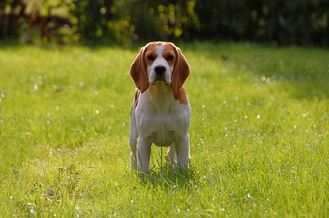 11 razones por las que nunca deberías tener un Beagle