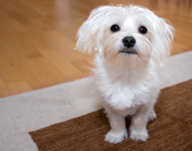 11 razones por las que nunca deberías tener perros malteses