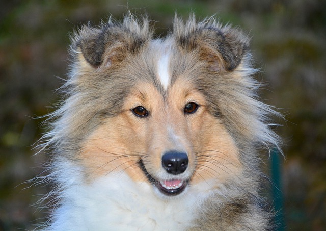 12 razones por las que nunca deberías tener perros pastores de Shetland