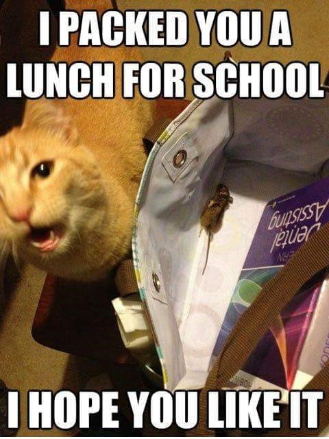 Meme de gato sobre un almuerzo que un gato prepara y pone en tu bolso, que consiste en un ratón muerto.