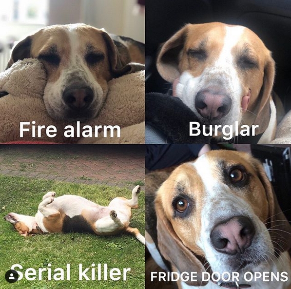 ¡14 memes divertidos de Beagle que te alegrarán el día!  |  Prensa para mascotas