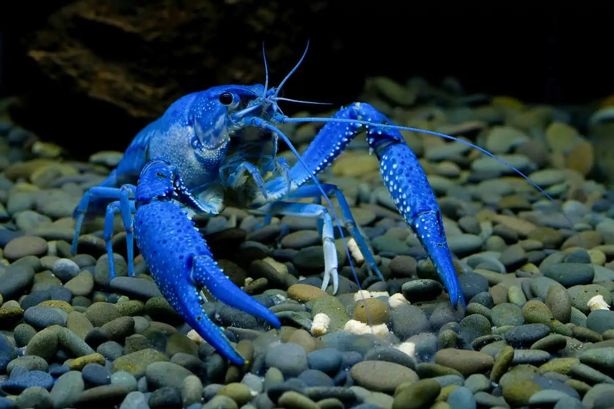 11 tipos de cangrejos de río (crustáceos de agua dulce) - Wildlife Informer