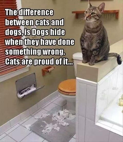Meme divertido de Perro VS Gato sobre cómo los gatos no ocultan sus errores.