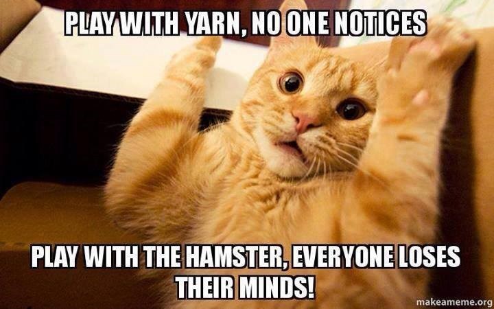 Meme sobre cómo los gatos pueden jugar con hilo, pero prueban con un hámster y todos pierden.