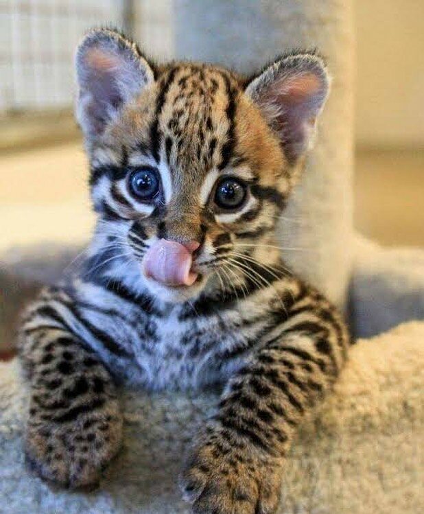 Lindo bebé jaguar 