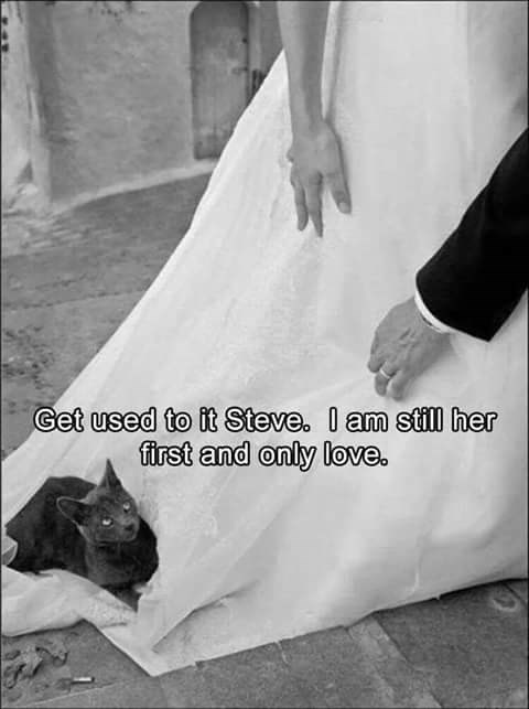 gato en el meme del vestido de novia