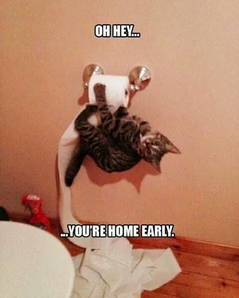 Gato atacando el papel higiénico y comentando que seguro llegas temprano a casa.