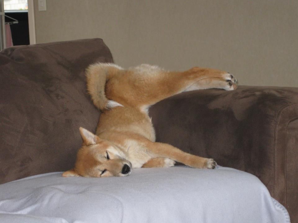 Shiba Inu durmiendo |  Mascotas bonitas, Perros bonitos, Animales ...