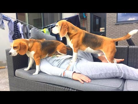 ¡Compilación divertida de BEAGLE!  Por qué quieres un perro Beagle.  Episodio #13...
