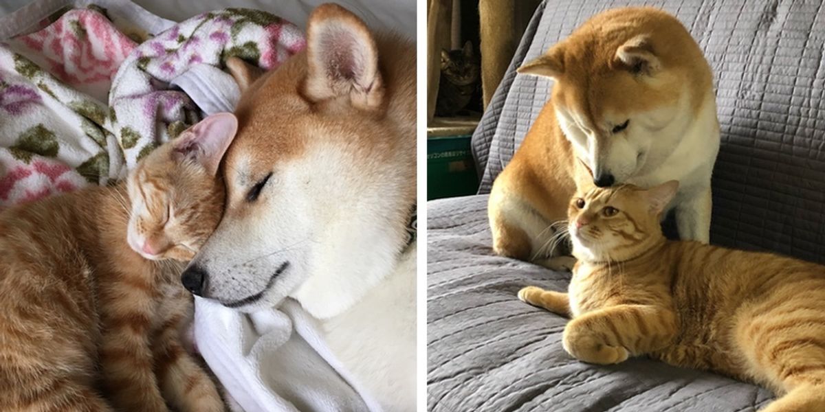 Gatito que necesitaba un hogar encuentra un nuevo hermano en un perro que necesitaba un...
