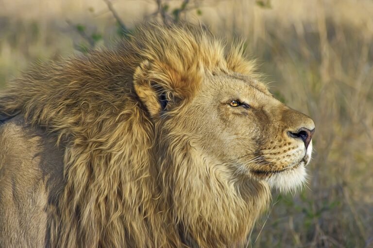 Ciclo de vida de un león: de la cuna a la tumba