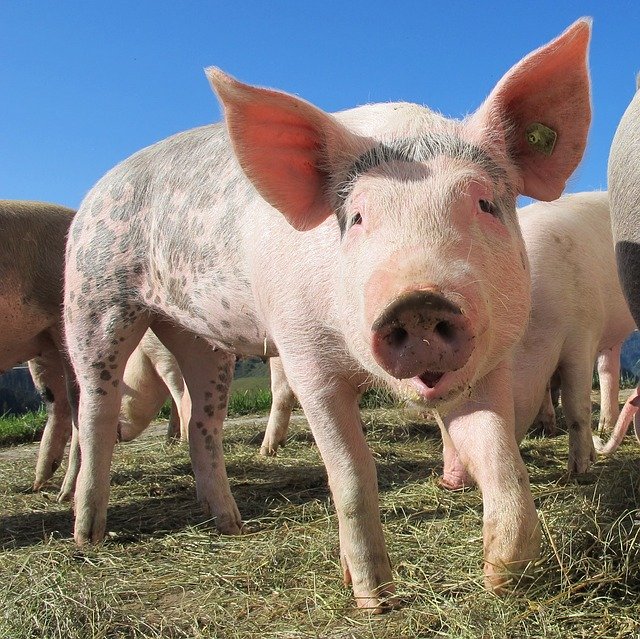 ¿Pueden los cerdos comer piña?  – Exageración animal