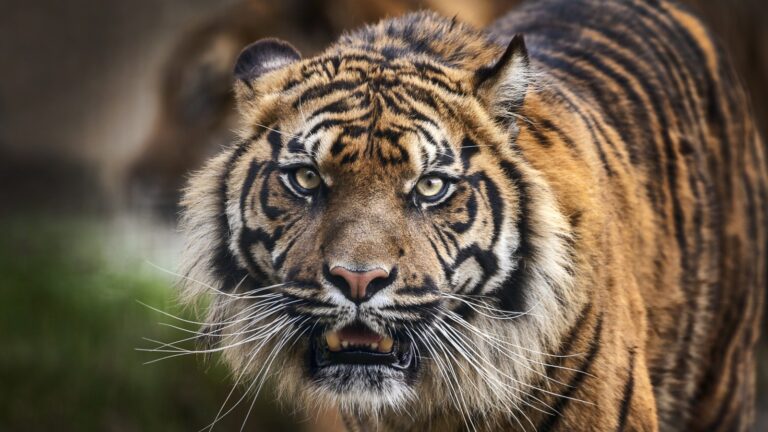 580 nombres de tigres rugientes para el majestuoso felino