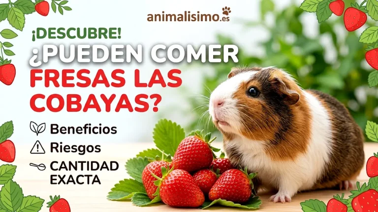 ¿Pueden las cobayas comer fresas? Beneficios, riesgos y cantidad exacta
