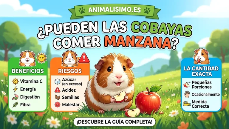 ¿Pueden las cobayas comer manzanas? Beneficios, riesgos y cantidad exacta