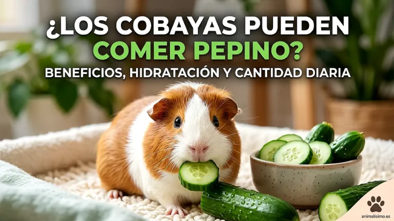 ¿Pueden las cobayas comer pepino? Beneficios, hidratación y cantidad diaria