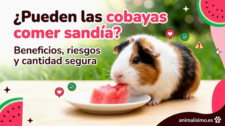 ¿Pueden las cobayas comer sandía? Beneficios, riesgos y cantidad segura