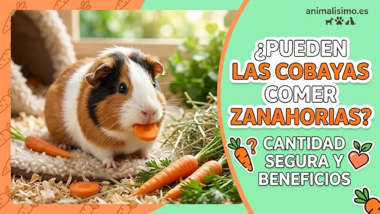 ¿Pueden las cobayas comer zanahorias? Cantidad segura y beneficios