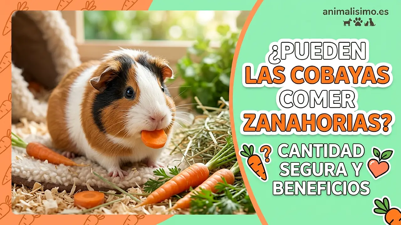¿Pueden las cobayas comer zanahorias? Cantidad segura y beneficios