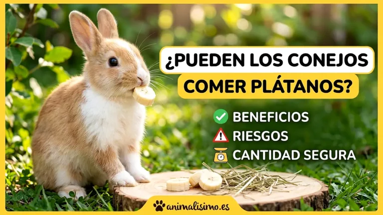 ¿Pueden los conejos comer plátanos? Beneficios, riesgos y cantidad segura