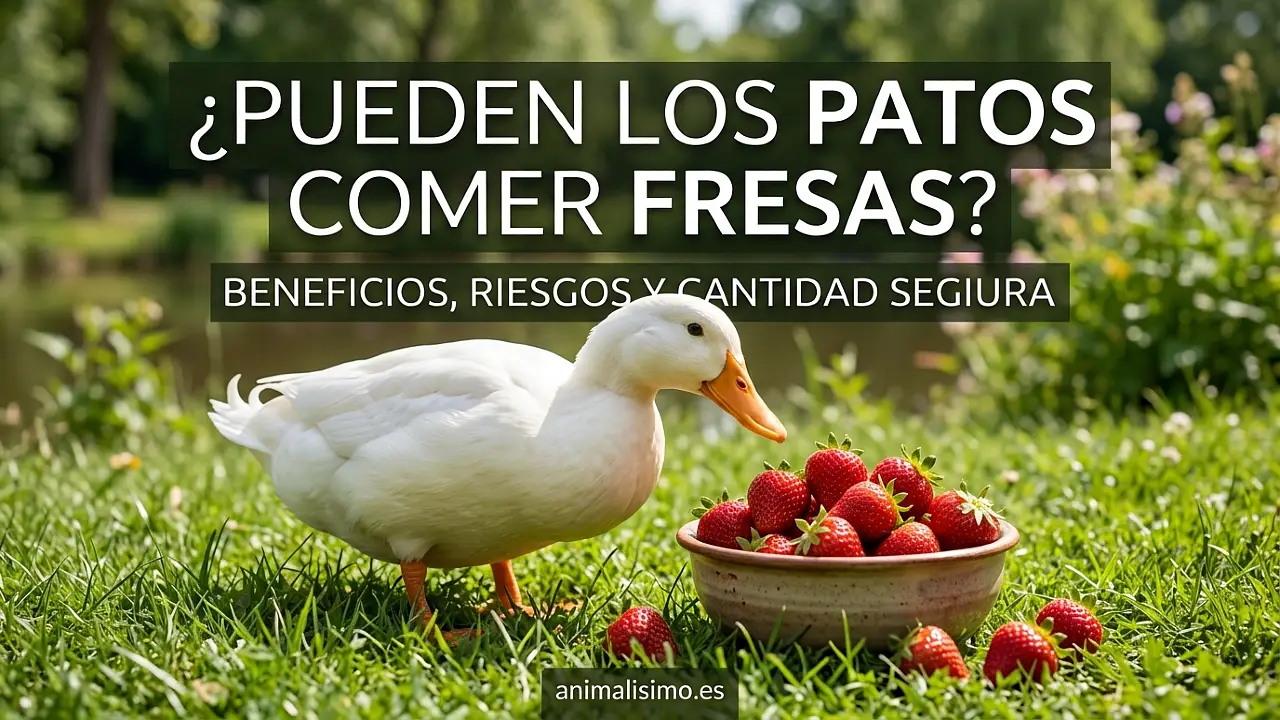 ¿Pueden los patos comer fresas? Beneficios, riesgos y cantidad segura