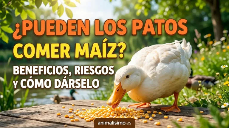 ¿Pueden los patos comer maíz? Beneficios, riesgos y cómo darlo
